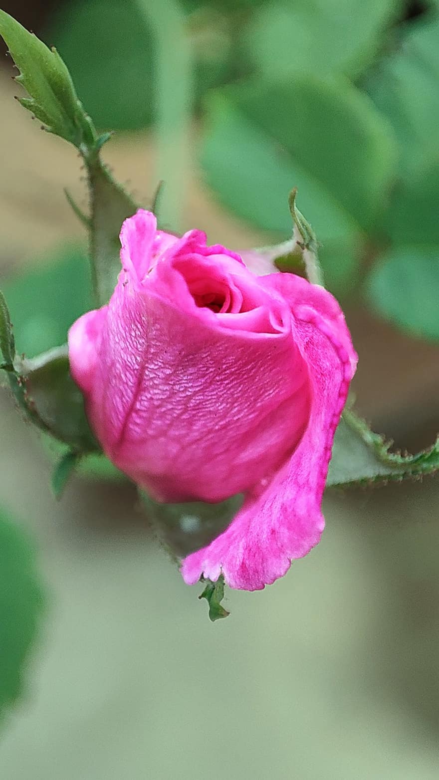 rosa ros, reste sig, rosa blomma, trädgård, natur, rose bud, närbild, kronblad, blad, växt, blomma