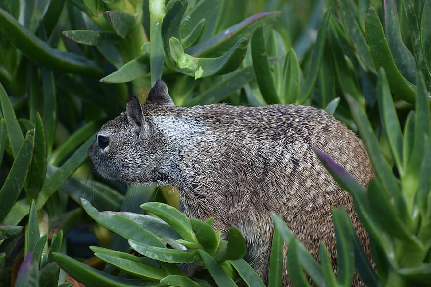 dieren in het wild, eekhoorn, Beechey Grondeekhoorn
