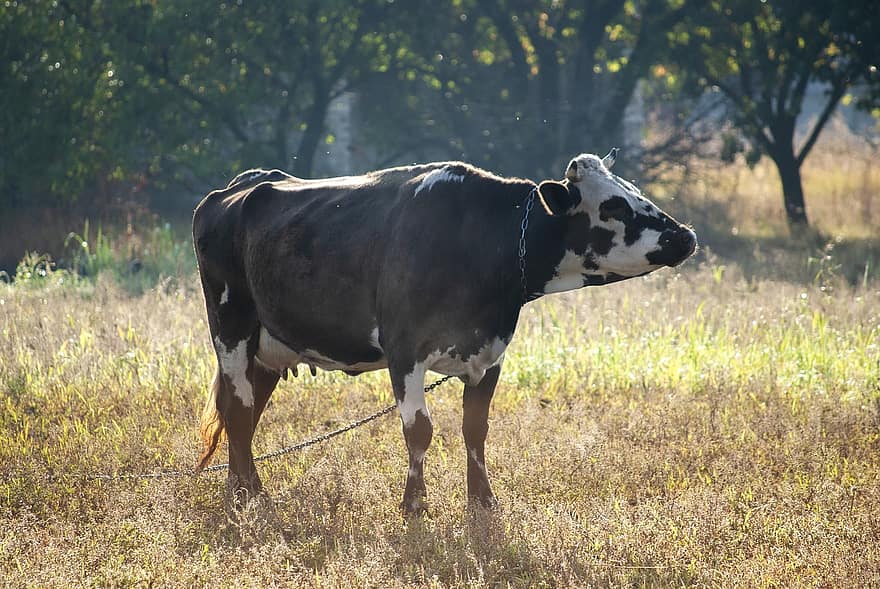 vaca, Fazenda, gado, com chifres, pecuária, mamífero, animal, ruminante, Campos, Prado, rancho