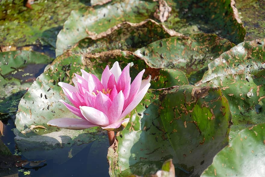 nenúfar, lotus, flor rosa, planta aquàtica, estany, fons
