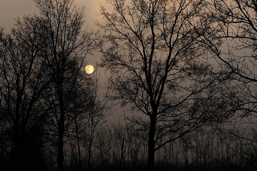 zonsondergang, Bos, Oostenrijk, Nationaal park Donau-auen, bomen, boom, silhouet, nacht, tak, schemer, herfst