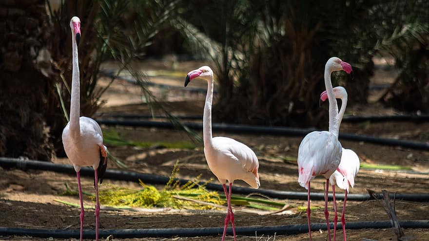 passarinhos, flamingo, ornitologia, animal, animais selvagens
