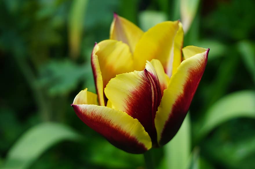 tulipan, kwiat, roślina, płatki, flora, ogród, Natura, zbliżenie, lato, płatek, liść