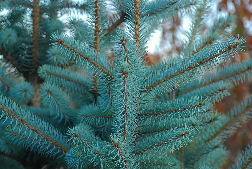 Tree, Evergreen, Forest, Needle, Outdoors, Branch, Woods, Larch, Nature, Coniferous, Season