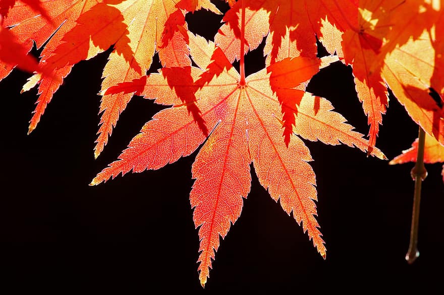 القيقب الياباني ، اوراق اشجار ، الخريف ، أوراق الشجر ، خشب القيقب ، أوراق البرتقال ، فرع شجرة ، خريف ، طبيعة ، قريب ، اوراق الخريف