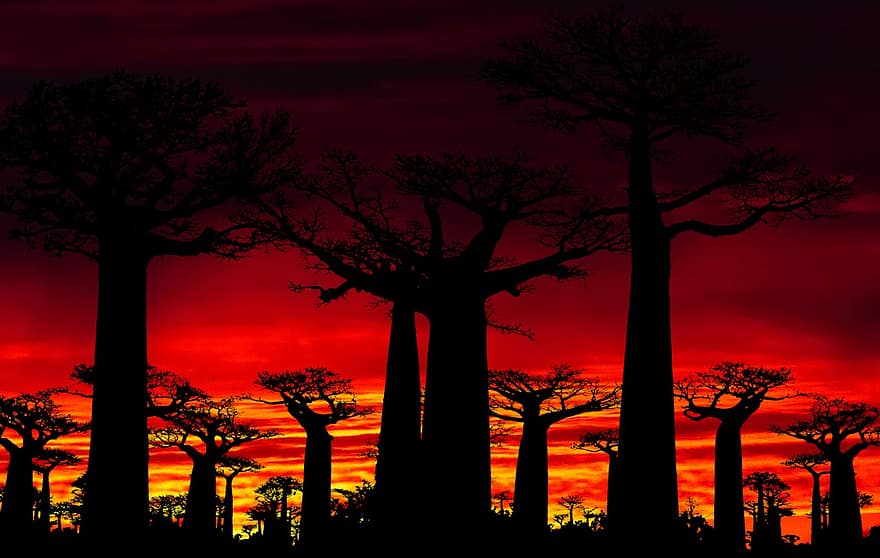 zonsondergang, bomen, baobabboom, natuur, hemel, avond, oranje, toneel-, schemering, romantisch, silhouet