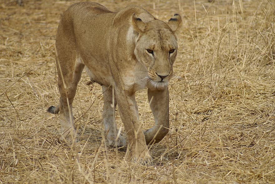lleó, animal, depredador, mamífer, safari, naturalesa, fotografia de natura, desert, Àfrica, animals a la natura, gat no domesticat