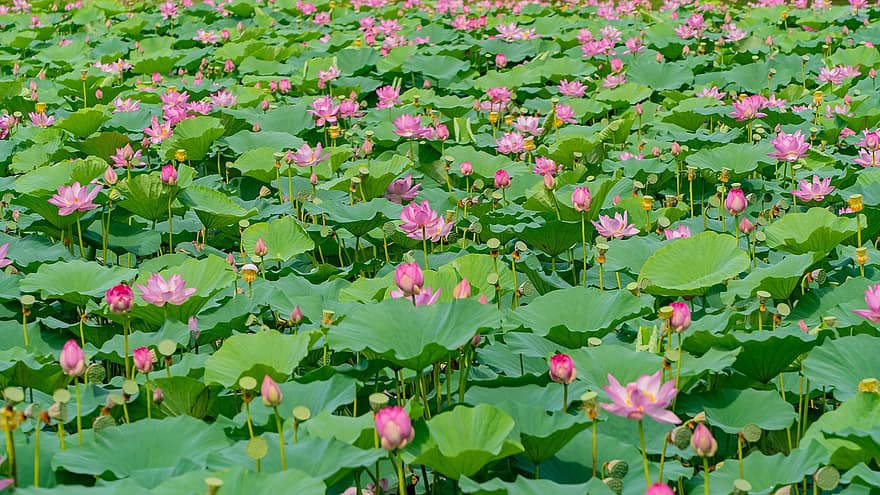 Lotus, Blumen, Pflanzen, pinke Blumen, Wasserlilien, Knospen, blühen, Wasserpflanzen, Lotus verlässt, Teich
