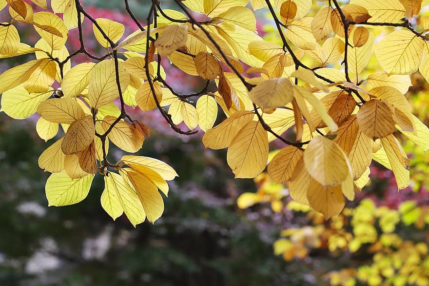 Leaves, Branches, Tree, Foliage, Autumn, Fall, Yellow Leaves, Plant, Nature