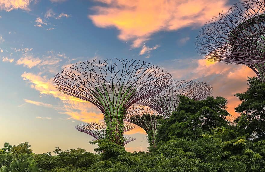 sodai prie įlankos, gamtos parkas, supertrees, Singapūras, miestas, miesto, architektūra, medžiai, Azijoje, dangus, pobūdį