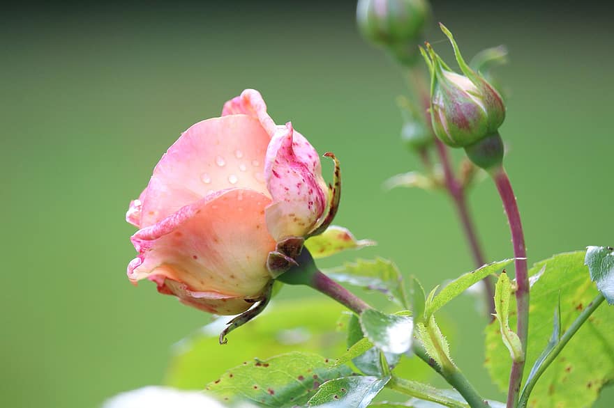 Rosa, flor, floración, brotes, capullos de rosa, las flores, flor rosa, pétalos de rosa, Rosa rosada, flora, floricultura