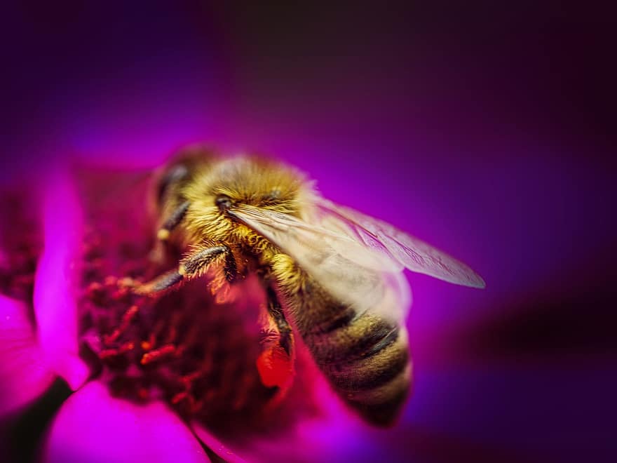 бджола, комаха, квітка, макрос, медоносна бджола, запилюють, збирати, цвітіння, Рослина, природи, впритул