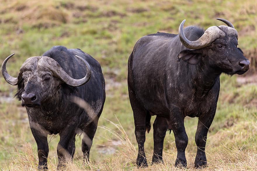 Water Buffaloes, Animals, Meadow, African Buffaloes, Cape Buffaloes, Horns, Mammals, Wildlife, Pasture, Field, Wilderness