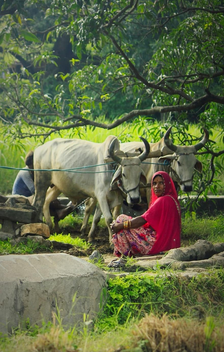Toro, animali, donna, animali da fattoria, mammiferi, vita di campagna, azienda agricola, rurale, Udaipur
