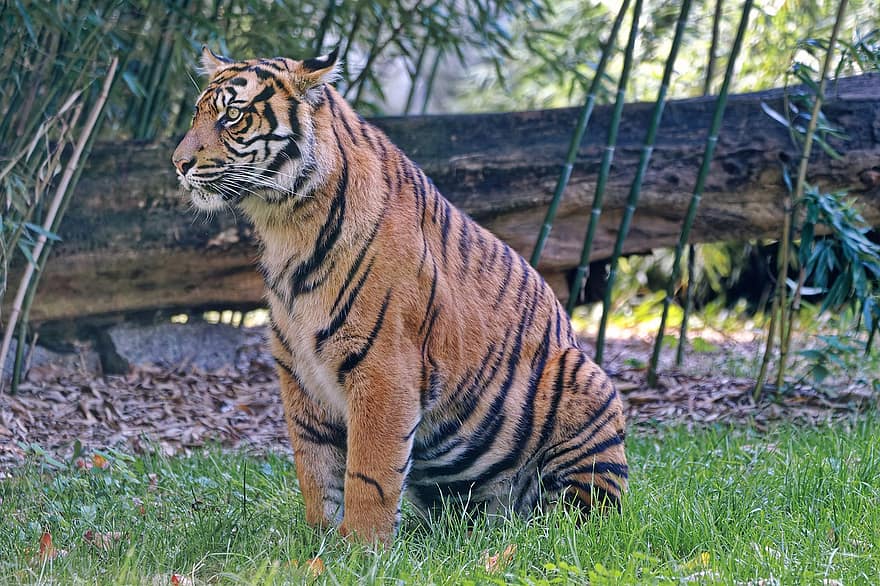 tiger, dyr, dyrehage, stor katt, striper, rovdyret, feline, pattedyr, natur, dyreliv, dyreliv fotografering