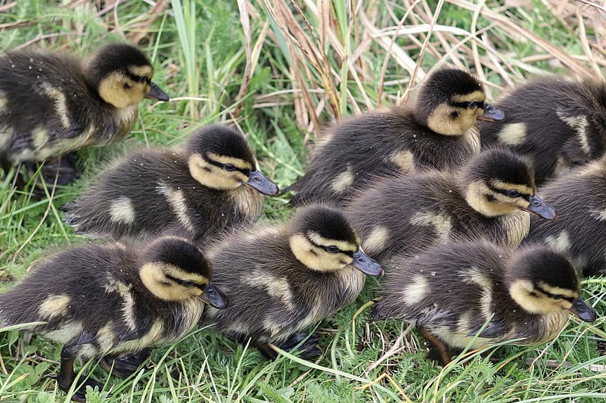 Ducks, Ducklings, Meadow, Birds, Mallard, Chicks, Young Birds, Waterfowls, Water Birds, Aquatic Birds, Animals