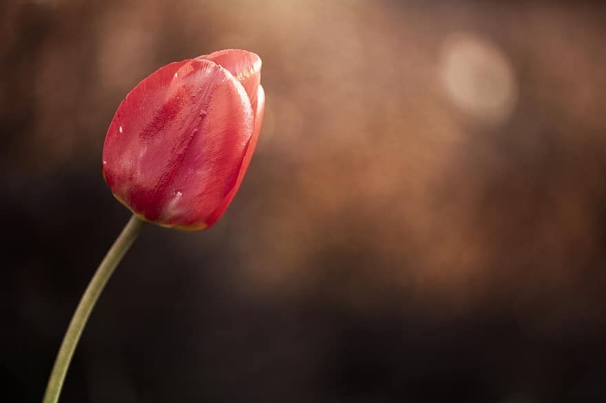Tulip, Bud, Flower, Plant, Red Tulip, Red Flower, Flora, Stem, Spring, Nature, Growth
