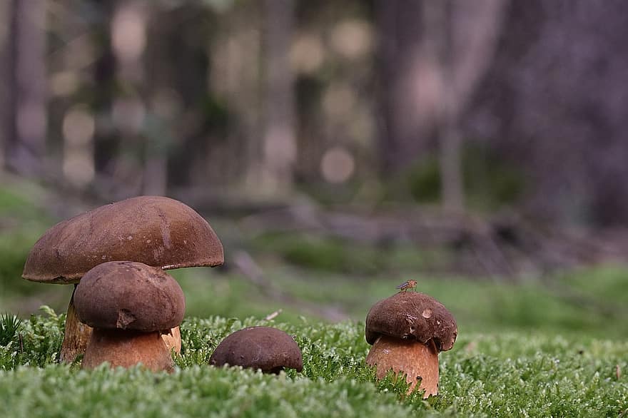грибы, лес, микология, мох, деревянный пол, питание, осень, крупный план, грибок, зеленого цвета, свежесть