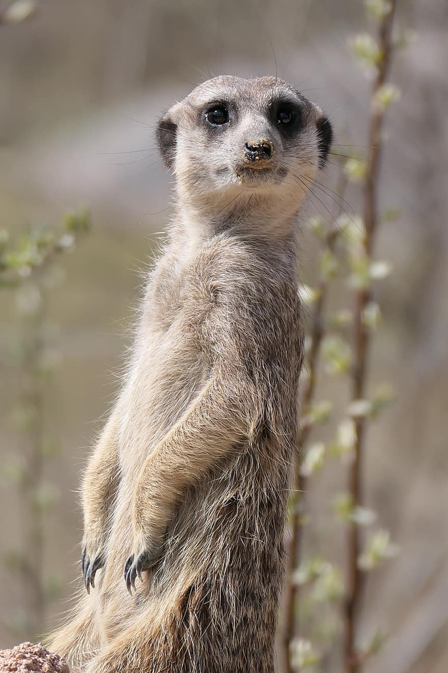 meerkat, mamífero, animal, guarda, ver, atenção, selvagem