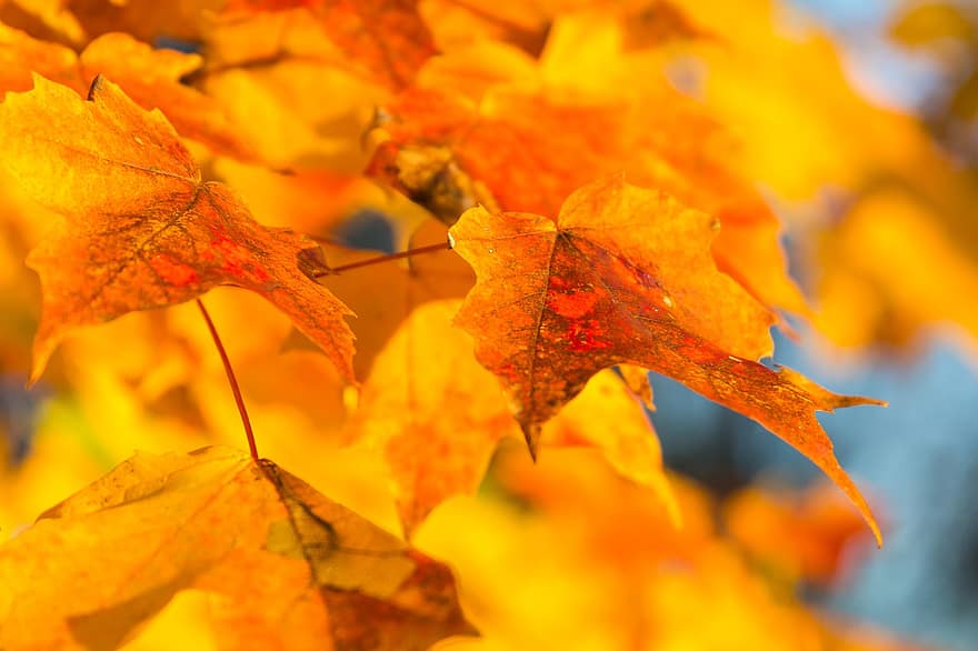 esdoorn-, herfst, bladeren, gebladerte, herfstbladeren, herfst gebladerte, herfstkleuren, herfstseizoen, bladeren vallen, oranje bladeren, oranje blad