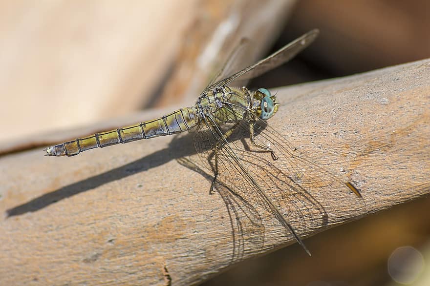 Orthetrum Brunneum, Southern Skimmer, Grass, Insects, Wildlife, Small, Plant, Fly, Macro, Blue, Insect