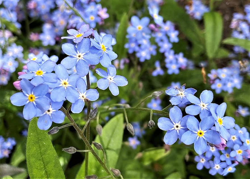 blauwe bloemen, vergeet-mij-nietjes, kleine bloemen, bloemblaadjes, blauwe bloemblaadjes, bloeien, bloesem, flora, bloementeelt, tuinbouw, plantkunde