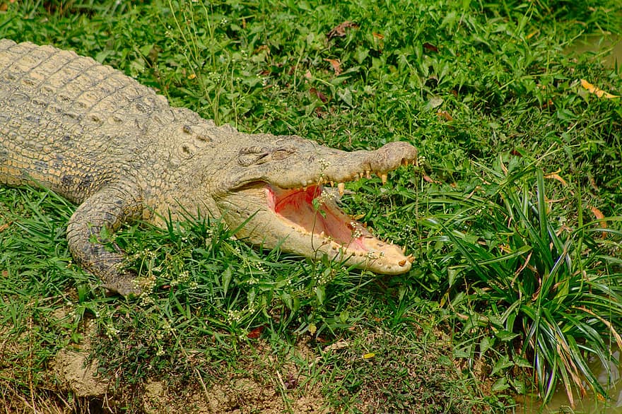 krokodiller, natur, landskap, dyreliv, dyr, alligator, Alligator munn, krokodille, reptil, dyr i naturen, dyr tenner