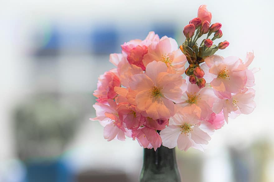 Kirsebær blomster, Japanske kirsebærblomster, lyserøde blomster, blomster vase, natur, blomst, plante, kronblad, tæt på, lyserød farve, blomsterhoved