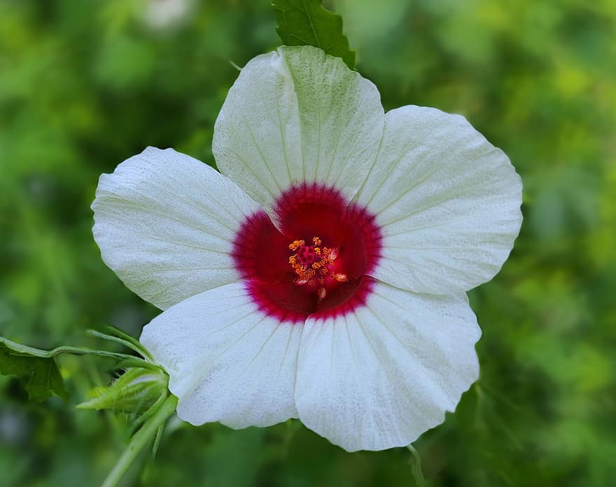 kwiat, biały kwiat, ogród, płatki, białe płatki, kwitnąć, flora, roślina, Natura
