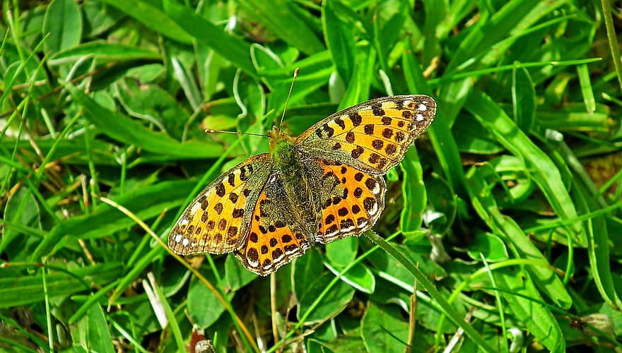 Fritillary Butterfly, Butterfly, Grass, Insect, Wings, Plants, Lawn, Nature, Macro