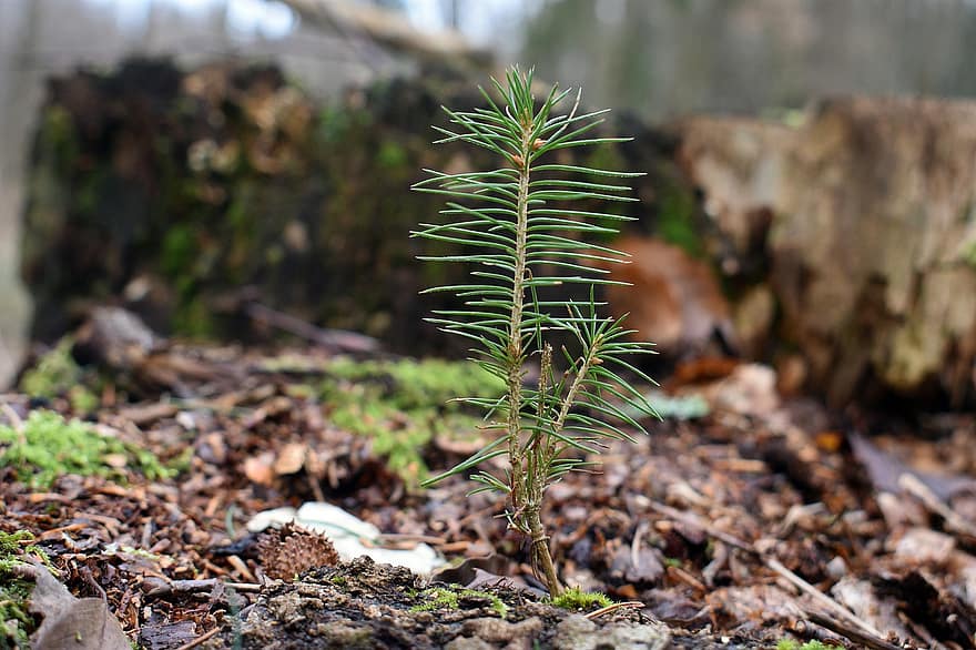 Seedling, Pine, Nature, Forest, Growth, Botany, plant, leaf, close-up, tree, green color