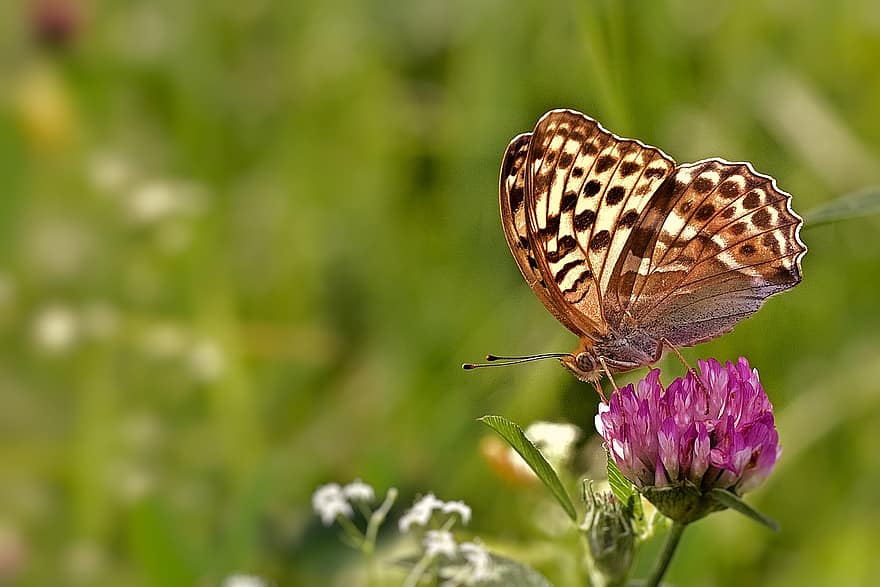 Butterfly, Fritillary, Wing, Nature, Blossom, Bloom