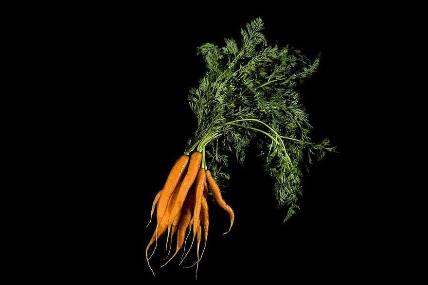 carottes, des légumes, cultures de racines