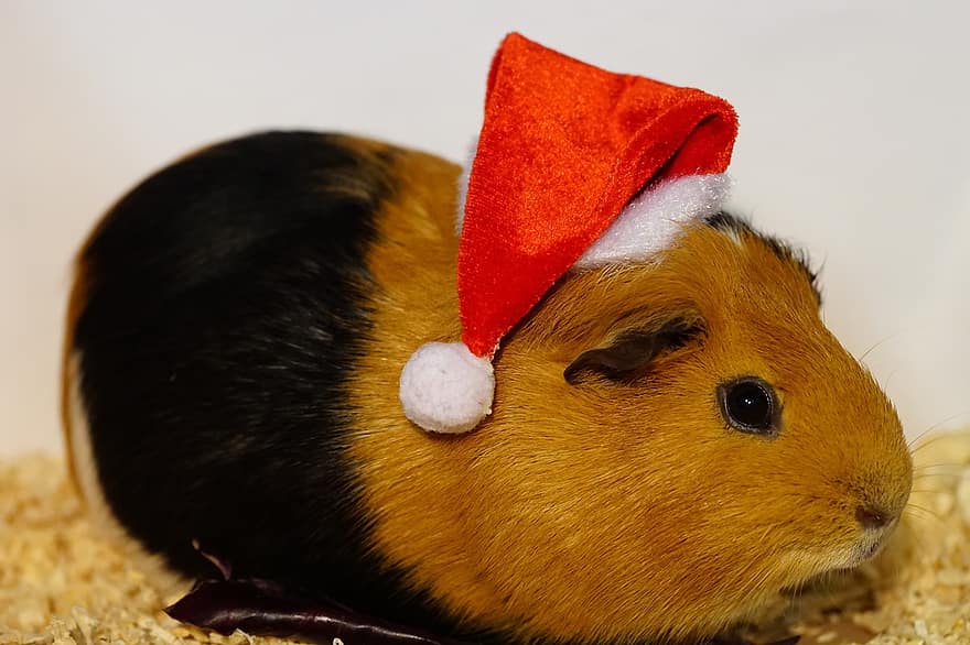 Guinea Pig, Winter, Christmas, Domestic Animal, Cozy, Fur