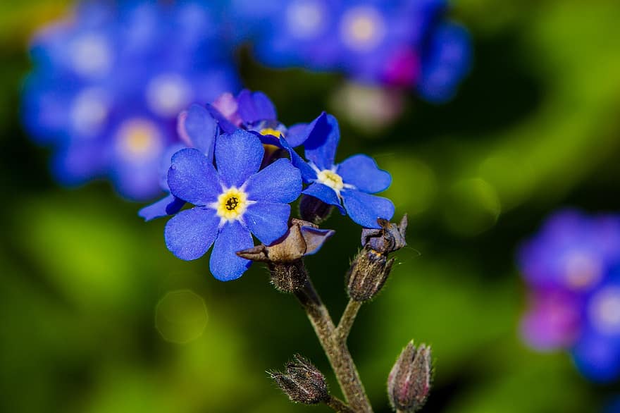 Glem mig ikke, blå blomster, blomster, blomstre, flor, flora, natur, forår, have, tæt på, blomst