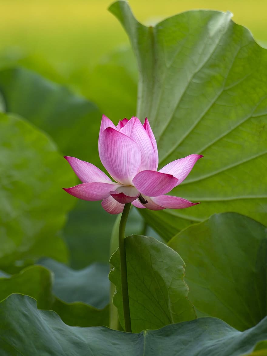 loto, flor, flor rosa, flor de loto, hojas de loto, floración, pétalos, pétalos de rosa, flora, planta acuática, naturaleza