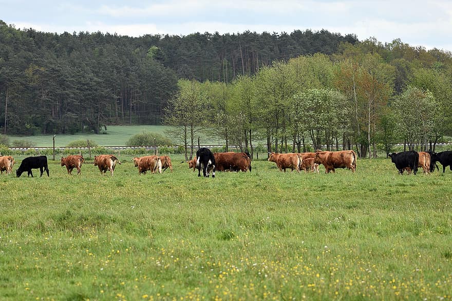 mucche, bestiame, corna, vitello, pascolo, terra, prato, erba, torello, Toro, giovenca