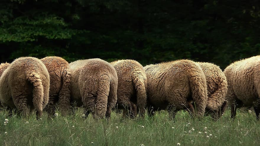 avių, bandos, ganyklose, gyvūnams, žinduolių, uodegos, vilna, ganymas, žolė, pievos, lauke