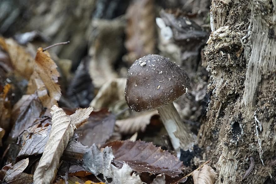 каштановый белый гриб, гриб, лесная земля, осень, съедобный гриб, дикий гриб, спор, губка, грибок, плодоносящее тело, Грибной диск
