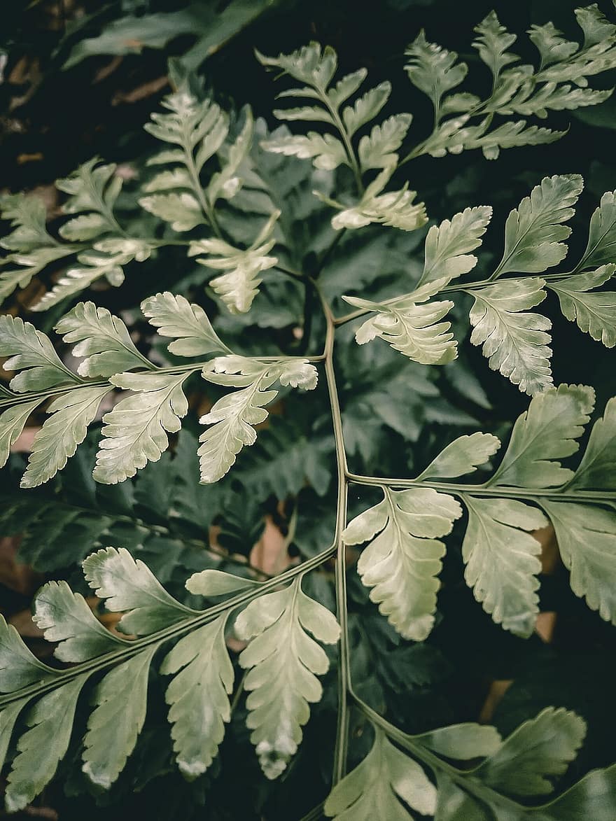 Fern Leaves, Leaves, Foliage, Greenery, Forests, Green Leaves, Green Foliage, Dark