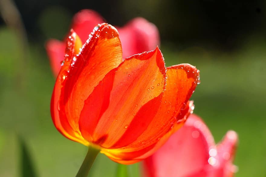 tulipas, tulipas vermelhas, flores vermelhas, flores, jardim, natureza, flor, fechar-se, plantar, tulipa, verão