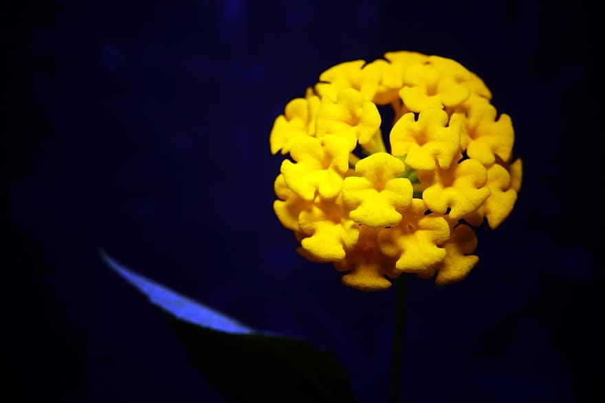 lantana, Flores amarillas, naturaleza