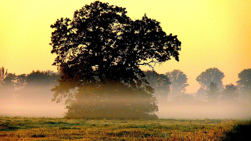 la nature, en plein air, des arbres, crépuscule, paysage, Prairie, brouillard, arbre à feuilles caduques, arbre, le coucher du soleil, scène rurale
