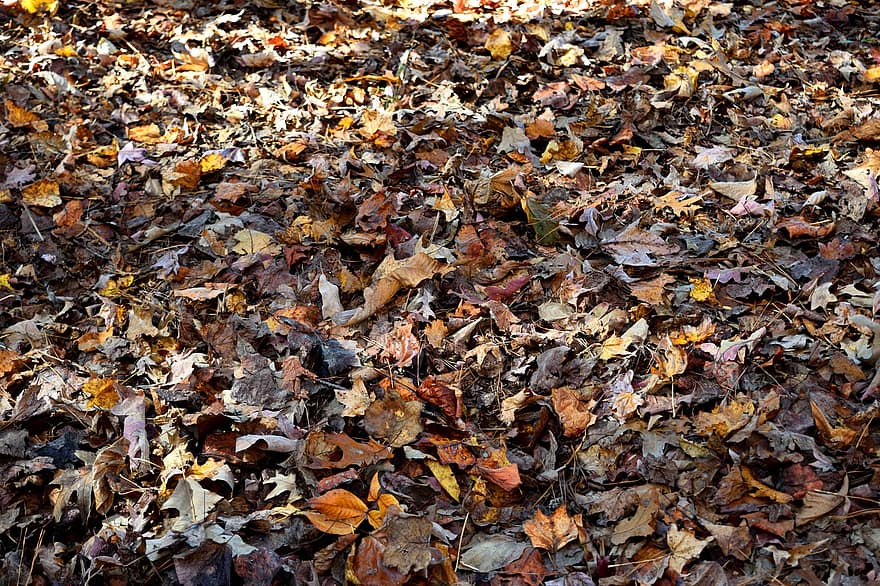 есен, листа, шума, сушени листа, есенни листа, есенна листа, есенния сезон, попадат зеленина