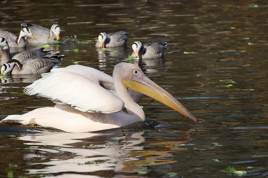 pelicano, gansos, passarinhos, animal, grande pelicano branco, Gansos com cabeça de barra, aves aquáticas, pássaros aquáticos, asas, plumagem, lagoa