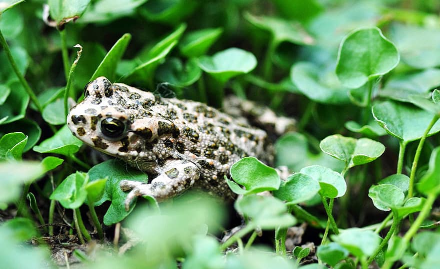 Буфотес Виридис, жаба, Европейская зеленая жаба, амфибия, животное, природа