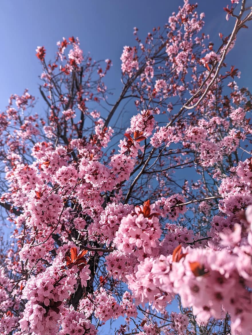 Kirschblüte, Blumen, Frühling, pinke Blumen, Sakura, blühen, Ast, Baum, Natur, pinke Farbe, Blume