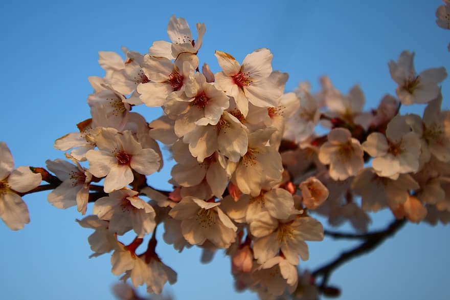 Цветение вишни, сакура, розовые цветы, весна, природа