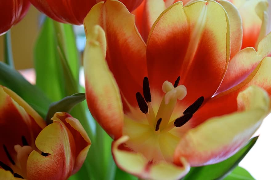 Hoa tulip, những bông hoa, thuộc về thực vật, mùa xuân, hoa