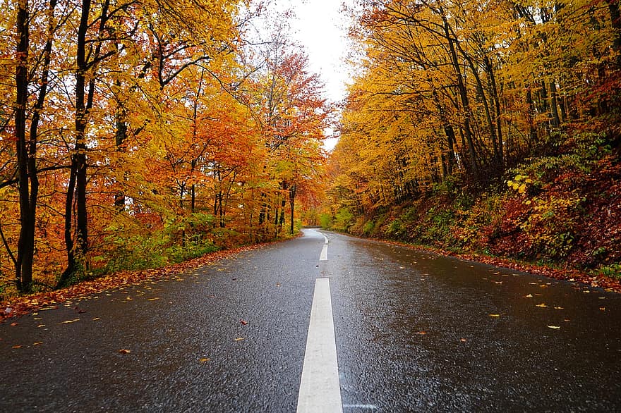 Дорога, сельская местность, осень, падать, мостовая, шоссе, деревья, леса, пейзаж, лес